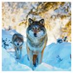 Nástenný poznámkový kalendár 2026 Divoké zvieratá