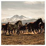 Nástenný poznámkový kalendár 2026 Divoké zvieratá