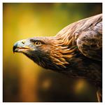 Nástenný poznámkový kalendár 2026 Divoké zvieratá