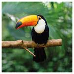 Nástenný poznámkový kalendár 2026 Divoké zvieratá