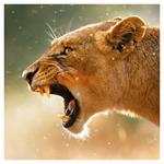 Nástenný poznámkový kalendár 2026 Divoké zvieratá