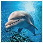 Nástenný poznámkový kalendár 2026 Divoké zvieratá