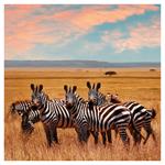 Nástenný poznámkový kalendár 2026 Divoké zvieratá