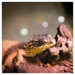 Nástenný poznámkový kalendár 2026 Jašteri