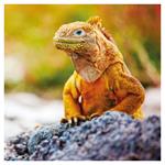 Nástenný poznámkový kalendár 2026 Jašteri