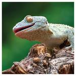 Nástenný poznámkový kalendár 2026 Jašteri