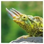 Nástenný poznámkový kalendár 2026 Jašteri