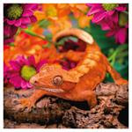 Nástenný poznámkový kalendár 2026 Jašteri