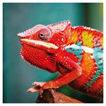 Nástenný poznámkový kalendár 2026 Jašteri