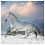 Nástenný poznámkový kalendár 2026 Kone - Christiane Slawik