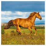 Nástenný poznámkový kalendár 2026 Kone - Christiane Slawik