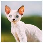 Nástenný poznámkový kalendár 2026 Mačiatka