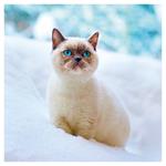 Nástenný poznámkový kalendár 2026 Mačiatka