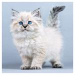 Nástenný poznámkový kalendár 2026 Mačiatka