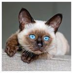 Nástenný poznámkový kalendár 2026 Mačiatka