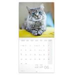 Nástenný poznámkový kalendár 2026 Mačky