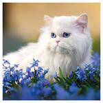 Nástenný poznámkový kalendár 2026 Mačky