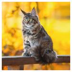 Nástenný poznámkový kalendár 2026 Mačky