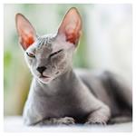 Nástenný poznámkový kalendár 2026 Mačky