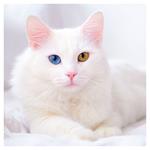 Nástenný poznámkový kalendár 2026 Mačky