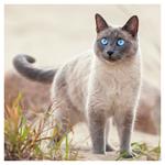 Nástenný poznámkový kalendár 2026 Mačky