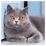 Nástenný poznámkový kalendár 2026 Mačky