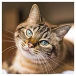 Nástenný poznámkový kalendár 2026 Mačky