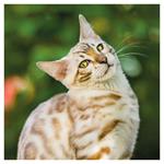 Nástenný poznámkový kalendár 2026 Mačky