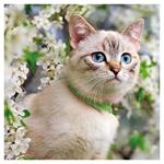 Nástenný poznámkový kalendár 2026 Mačky