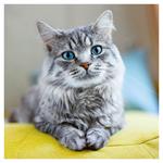 Nástenný poznámkový kalendár 2026 Mačky