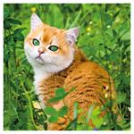 Nástenný poznámkový kalendár 2026 Mačky