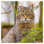 Nástenný poznámkový kalendár 2026 Mačky