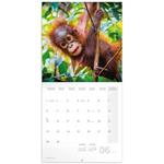 Nástenný poznámkový kalendár 2026 Mláďatá