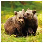 Nástenný poznámkový kalendár 2026 Mláďatá