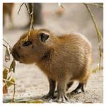 Nástenný poznámkový kalendár 2026 Mláďatá