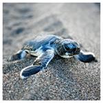 Nástenný poznámkový kalendár 2026 Mláďatá