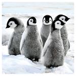 Nástenný poznámkový kalendár 2026 Mláďatá