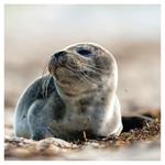 Nástenný poznámkový kalendár 2026 Mláďatá