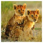 Nástenný poznámkový kalendár 2026 Mláďatá