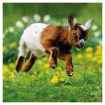 Nástenný poznámkový kalendár 2026 Mláďatá