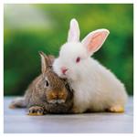 Nástenný poznámkový kalendár 2026 Mláďatá