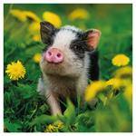 Nástenný poznámkový kalendár 2026 Mláďatá