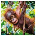 Nástenný poznámkový kalendár 2026 Mláďatá