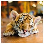 Nástenný poznámkový kalendár 2026 Mláďatá