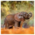 Nástenný poznámkový kalendár 2026 Mláďatá