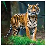 Nástenný poznámkový kalendár 2026 Ohrozené druhy