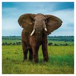 Nástenný poznámkový kalendár 2026 Ohrozené druhy