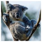 Nástenný poznámkový kalendár 2026 Ohrozené druhy