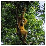 Nástenný poznámkový kalendár 2026 Ohrozené druhy