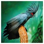 Nástenný poznámkový kalendár 2026 Ohrozené druhy